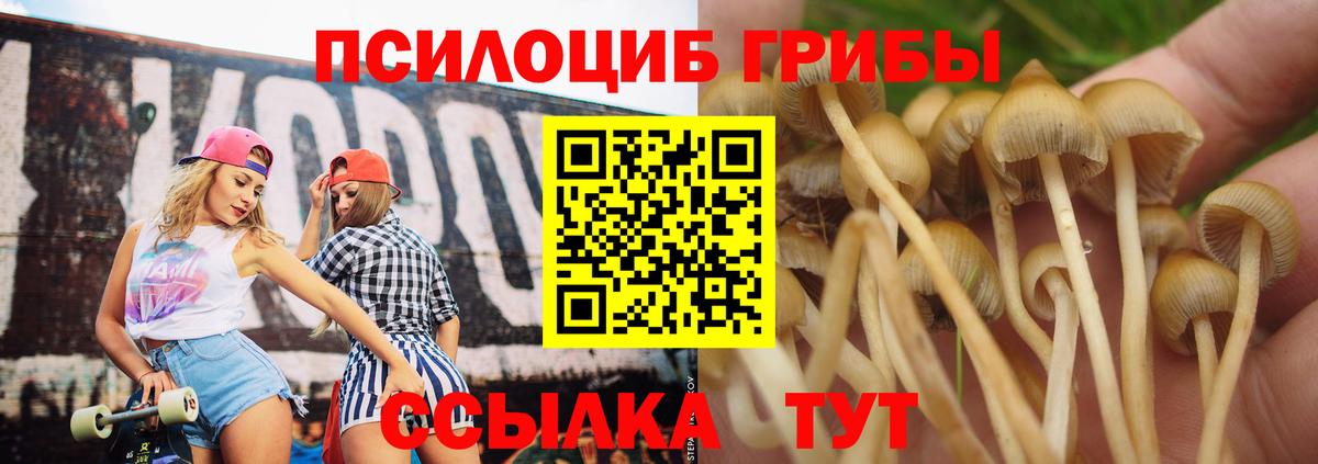 Галлюциногенные грибы GOLDEN TEACHER  Вход с VPN  Сосновый Бор  Псилоцибиновые грибы Psilocybe 
